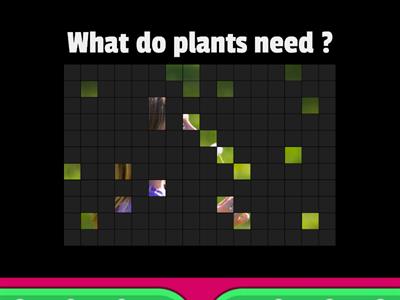 What do plants need ?