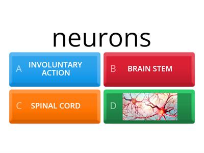 Nervous System BIG Science G5