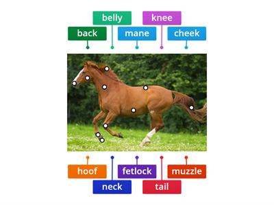 Horse body parts