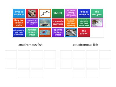 Migratory fish  «anadromous» and «catadromous