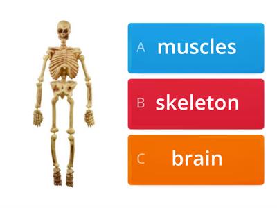 Bones & Muscles Quiz
