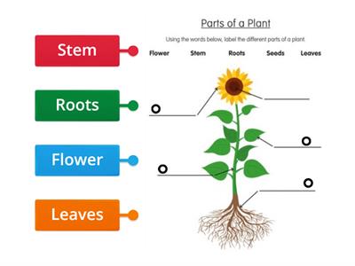 Parts of a plant 