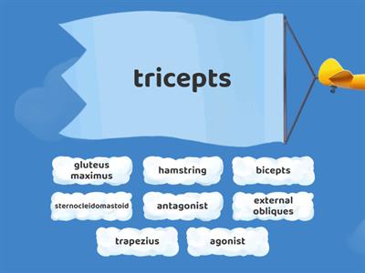 Antagonistic Muscle Pairs