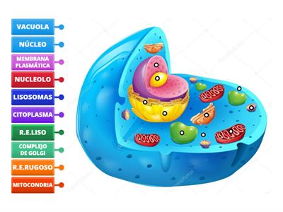 Partes de la celula eucariota 