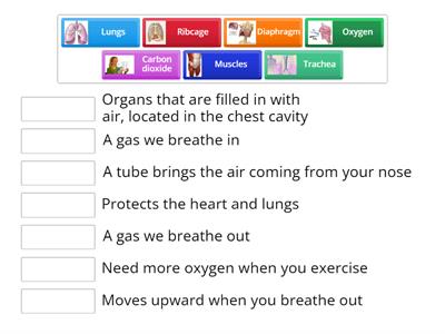  Respiratory system 