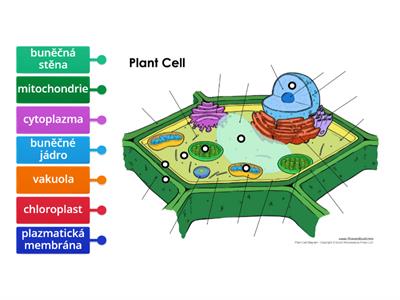 Buňka rostlin
