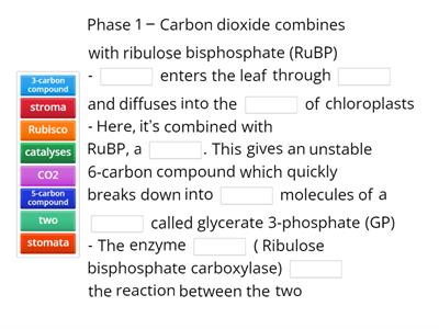CAX KS5 The 3 phases of photosynthesis notes