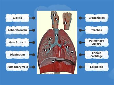 Respiratory Model