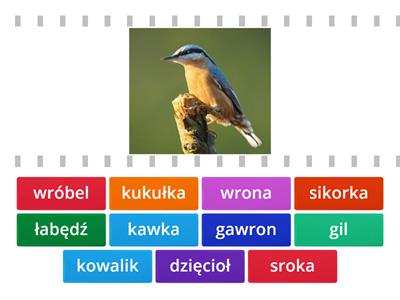 pary- polskie ptaki