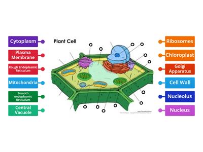 Plant cell matching