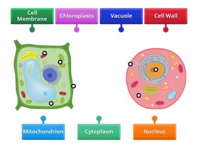 Types of cells