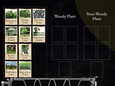 Science Year 1 : Classifying Plants (Woody and Non-Woody Plant)
