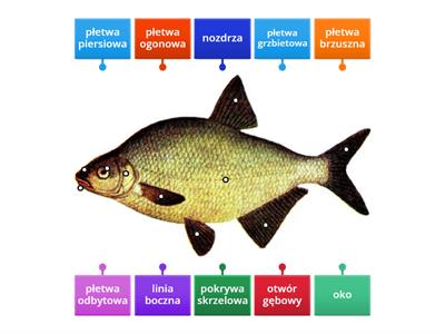 Budowa ryby - nazwij poszczególne szęści ciała ryby