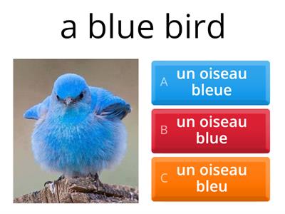 Les animaux et les couleurs     Comment dit-on ... ?