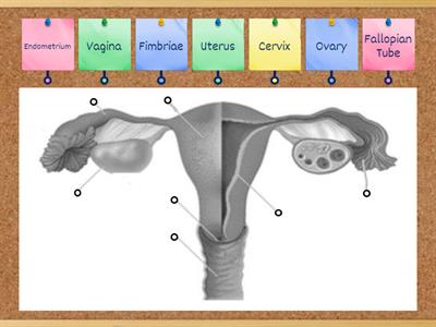 Female Reproductive System