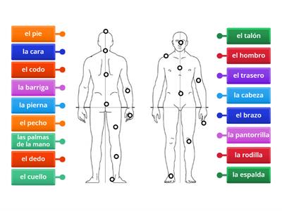 LN-A2-Las partes del cuerpo