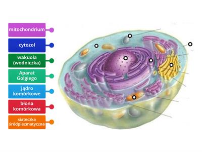 budowa komórki zwierzęcej cz1
