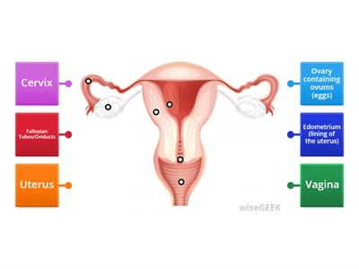 CAX KS4 Female Reproductive System