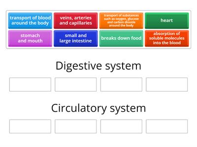 Digestive and circulatory systems