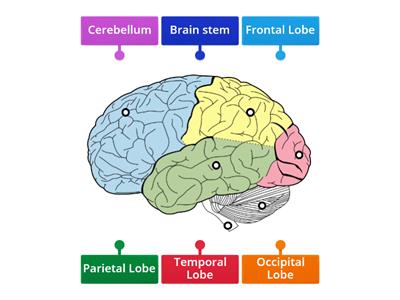 Parts of the Brain 