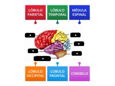 PARTES DEL CEREBRO