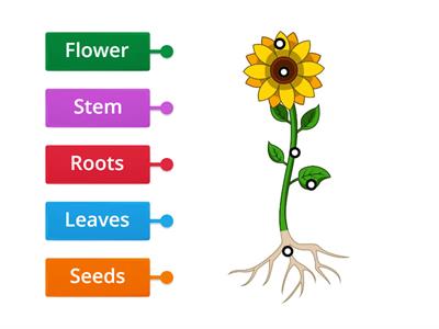 Horticulture Task