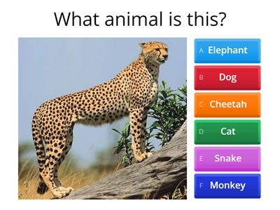 Animals