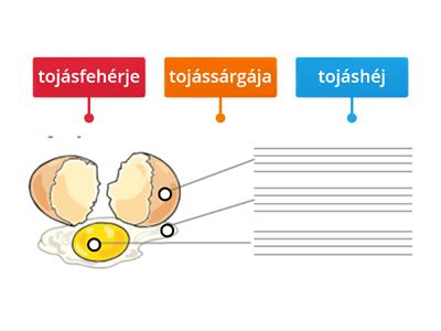 Tojás részei