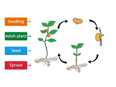 Plants  Life Cycle