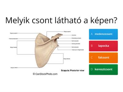 Emberi test  - bőr és vázrendszer