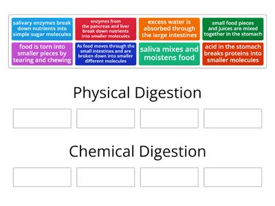 Physical vs Chemical Digestion