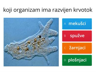 Zašto svi organizmi nemaju krvotok