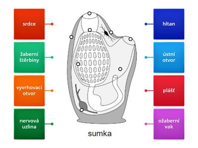 Sumka- stavba těla