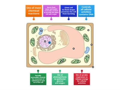 Diagram of a plant cell (level 2) [SciBio]