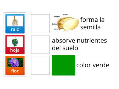 Partes de la planta