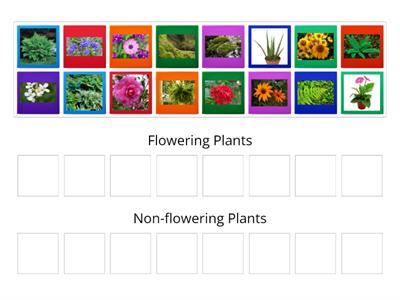 Flowering & Non-flowering Plants
