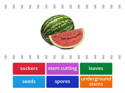 Ways of reproduction in plants