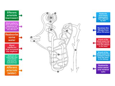 Nephron II