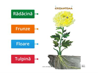 Părțile unei plante