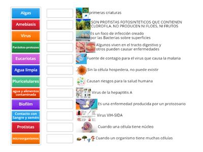 BIOLOGIA- Virus, protozoo, algas y bacterias. Relaciona los conceptos  con el nombre correcto: