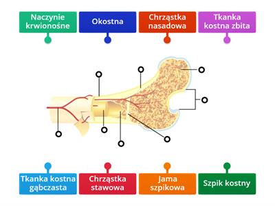 Budowa kości