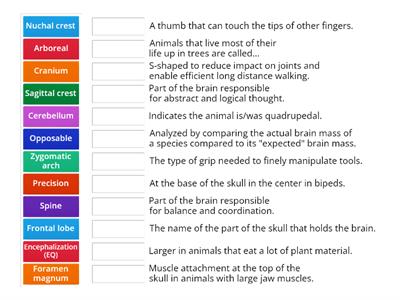 Human Evolution Quiz