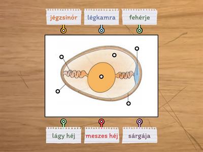 Tojás felépítése