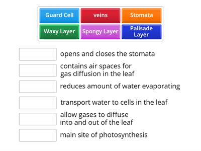 Leaf Adaptations KS3