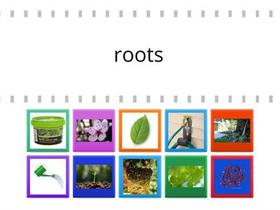 Plant nouns 