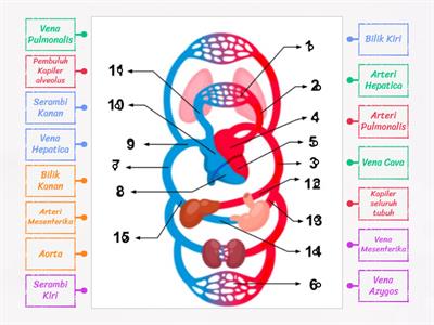 Sistem Pererdaran Darah