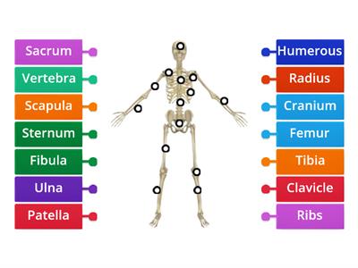 Body of Bones (Partial Skeletal System Labels)