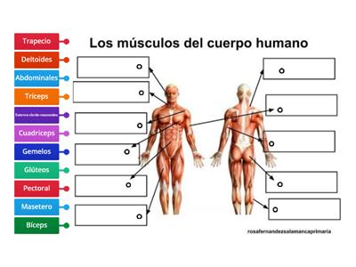 Los músculos del Cuerpo Humano