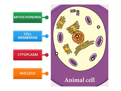 ANIMAL CELL