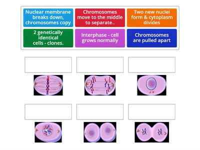 Mitosis (Cell division for growth)